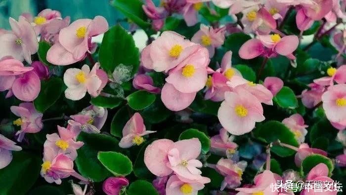 夏凰|《生命的长歌》外一首 夏凰