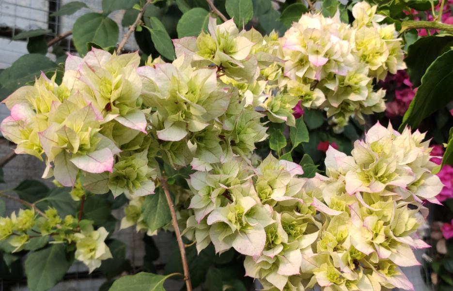 三角梅|30岁大叔劝侄女多养些三角梅,再懒都能养好,一年四季都能赏花