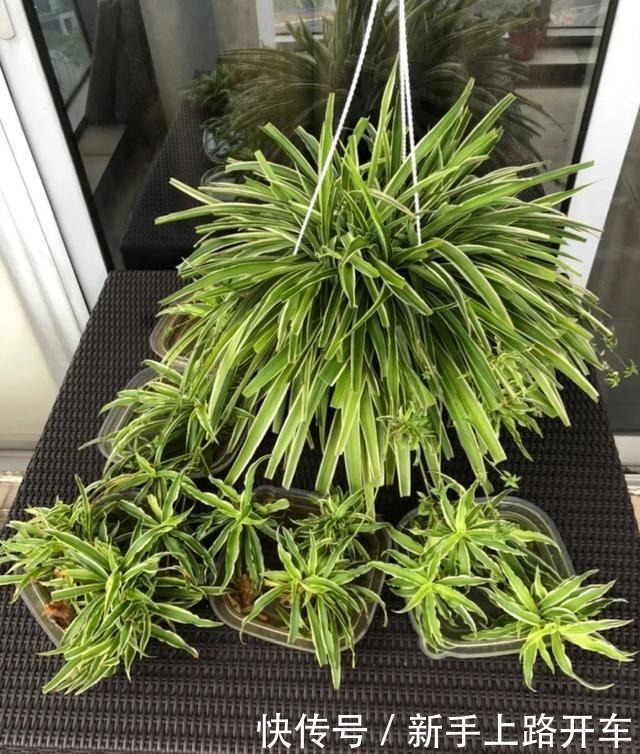 8种花换盆,换好了生一堆,换错立马死!8种花换盆,换好了生一堆,换错立马死!