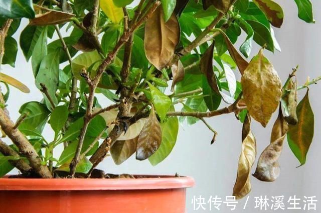 利用|养花旧土再利用，变成养花肥土，啥花都砰砰开花