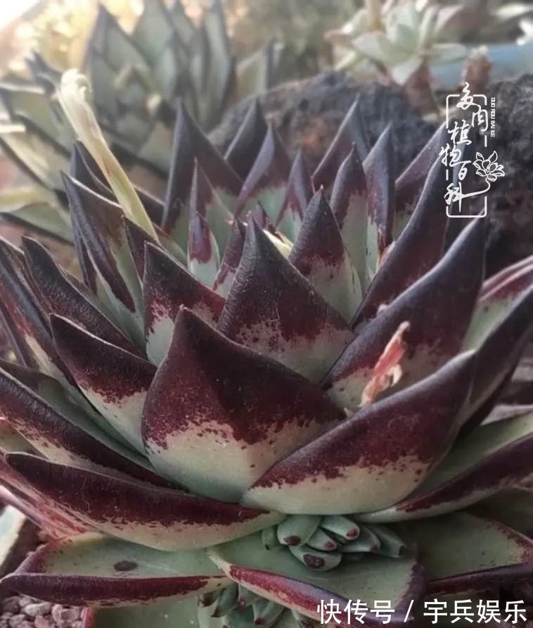 多肉植物|养多肉三年多九万里悟道,终归诗酒田园!