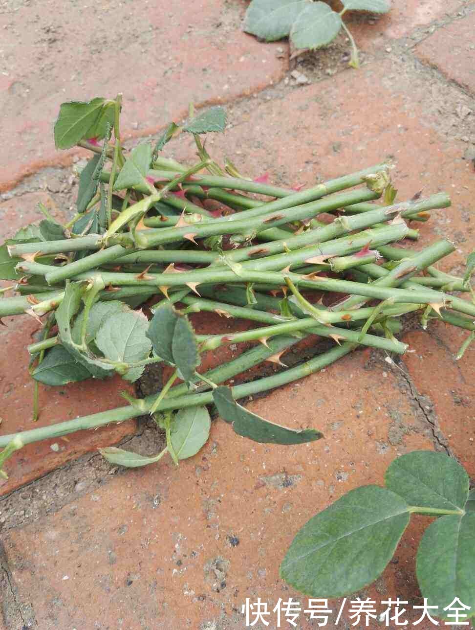 月季中间长了“鼻毛”，看着怪瘆人，到底什么情况？