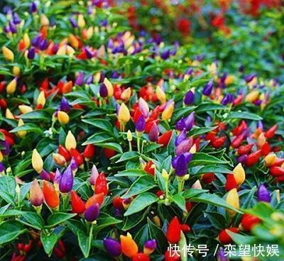 果实|五彩椒鲜艳夺目、营养丰富!掌握高产技巧,一棵能结一大堆