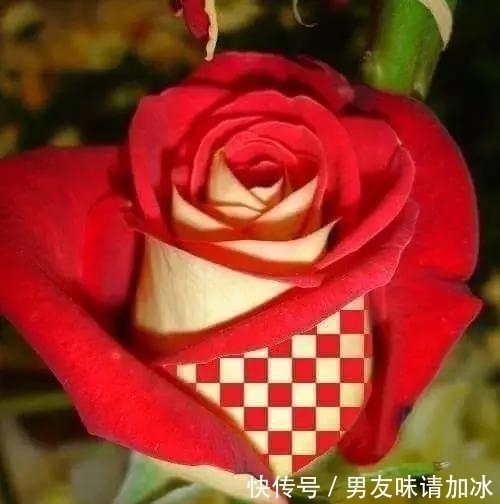 木兰树|奇花、奇花、奇花、罕见奇花,赶快打开欣赏吧