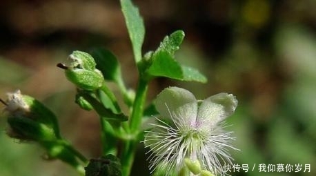 農(nóng)村這種常見的“解毒草”,清熱解毒,殺菌消炎,你見過嗎?