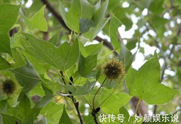 石丰|乡下的一种植物，药用价值极高！对风湿和皮肤病都有奇效