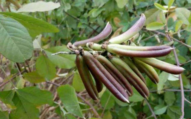 耳聋|花生地里常见的响铃草，是主治耳聋耳鸣的特效药，看到请珍惜