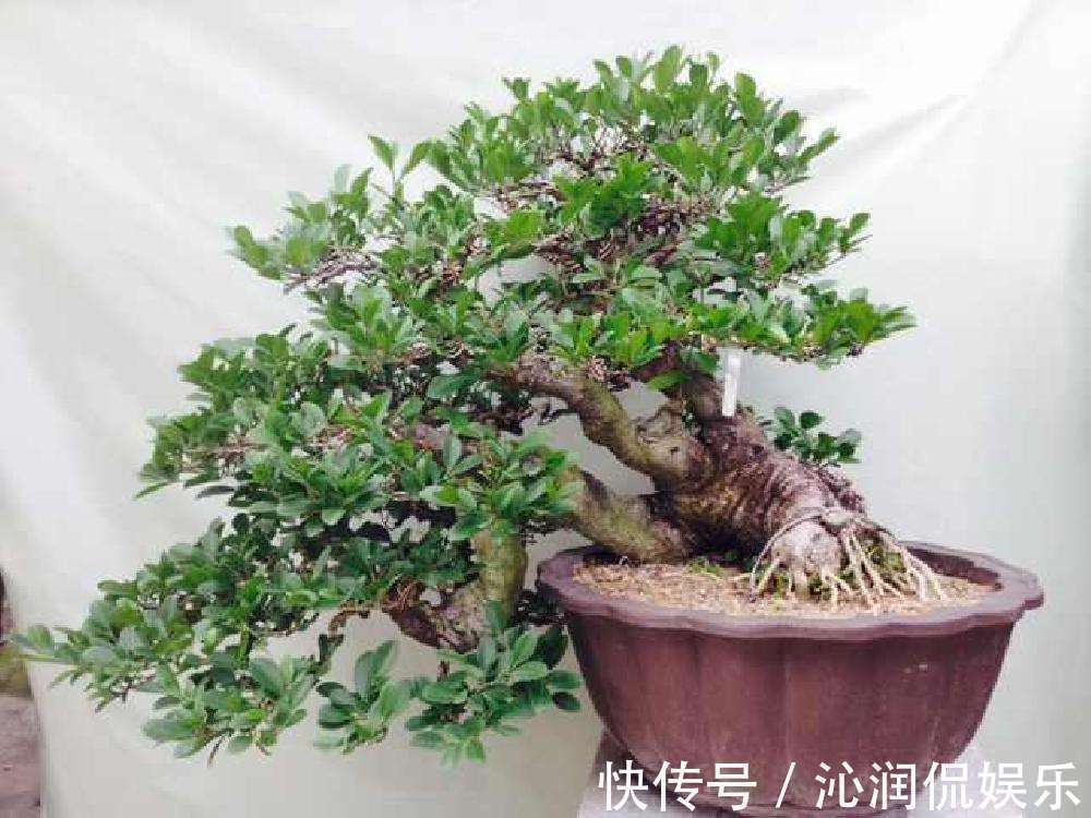 主干|不想让盆栽“蹿个”,掌握这个方法,避免长得“顶天立地”