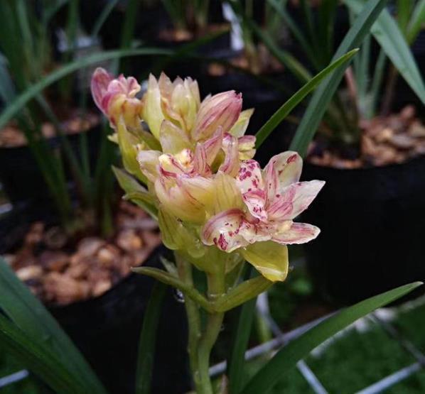 花姿|喜欢建兰选择,多季节有花赏,花姿高雅惹人爱,适合新手