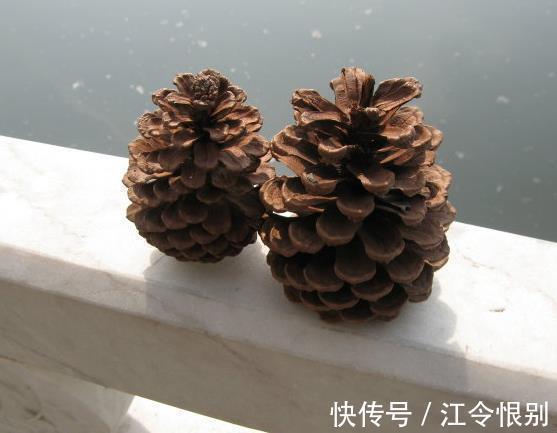 路边有“2种宝贝”,捡回来养花,往花盆里埋,花卉窜出大白根!