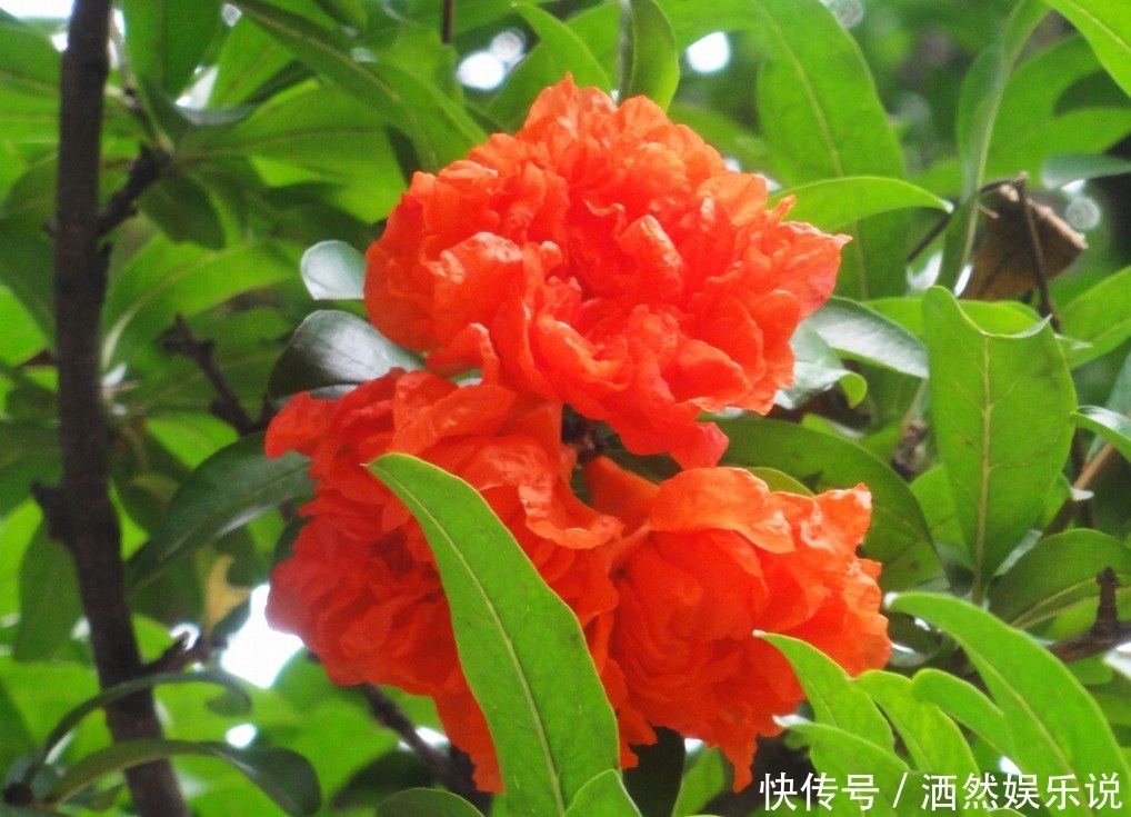 此花是一种成熟的美丽，寓意着多子多福，是很鲜艳的花