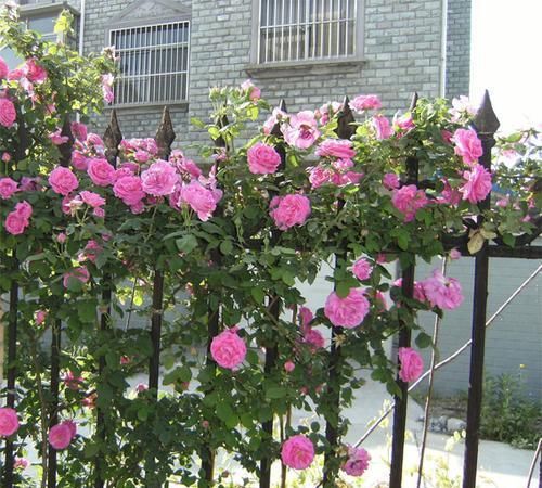 太阳花|贵州一大妈的院子可真美，几十种花开出花海，犹如仙境令人羡慕