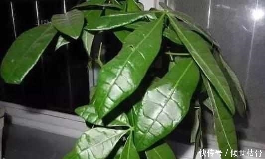 发财树黄叶就快死了，给它喝点这个，叶子很快变得锃亮