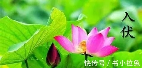 公母|三伏天分公母,2021年三伏天是母伏是公伏?答案来了