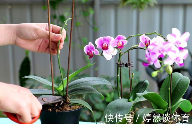 好时机|年后一定要逛花市，因为是“捡漏”的好时机，养花老手都会去溜达