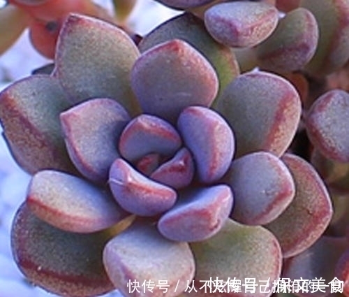 10款紫色系多肉，高贵梦幻，养一盆“紫气东来”，总有你喜欢的！