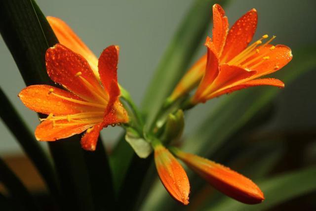 君子兰|几颗“黄金豆”埋盆里,君子兰花朵大叶片绿,妈妈真会养花!