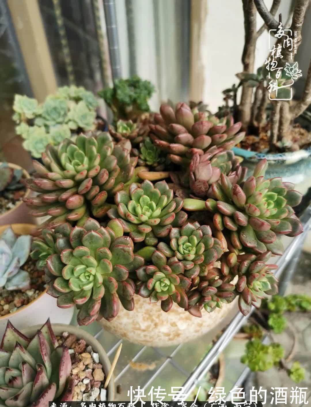 无关利益，不计得失，多肉给了我不一样的感受温暖的方式