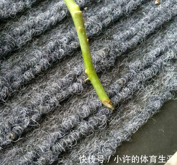 月季扦插用这招,插1棵活1棵,1盆变多盆,就是这么简单