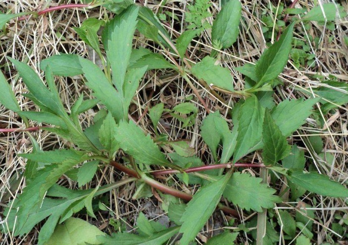 补气|这四种野菜个个是宝,补气活血、清热解毒,爱吃就是收获健康!