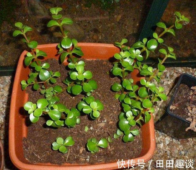 路边挖一棵马齿苋，养成老桩做盆景，开花一层层，真值钱了