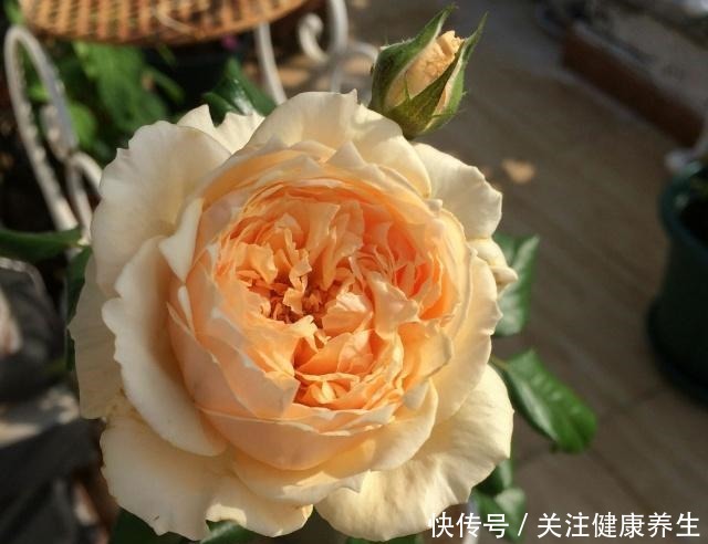 谁说月光族就不配养花这20种月季花月薪3000也能养!