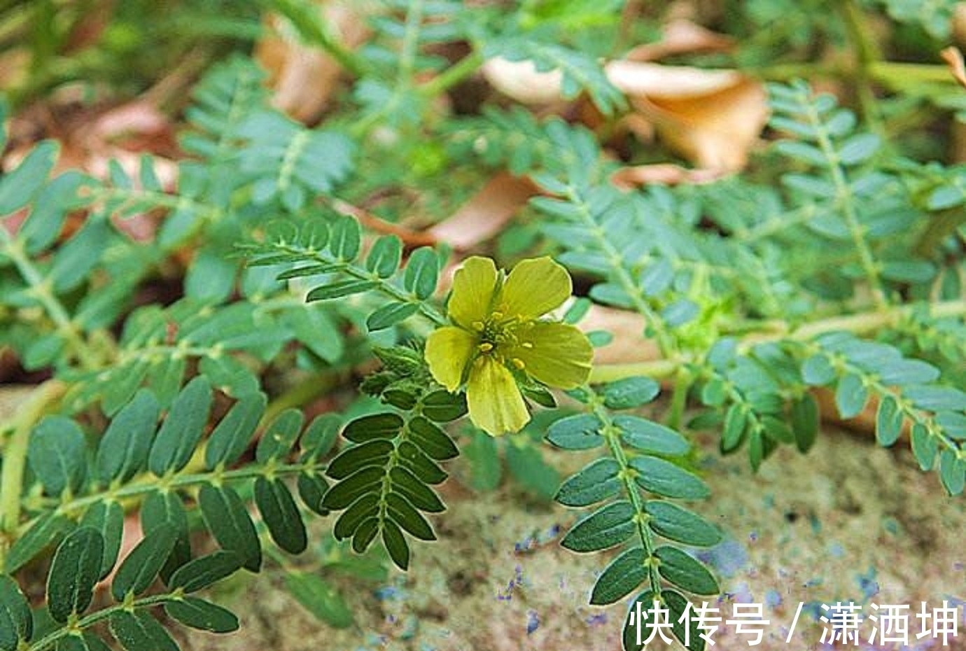 强身健体|遍布各地的野草，却是运动员唯一可以使用的“兴奋剂”