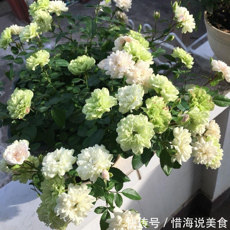 盆栽|此盆栽有“开花机器”之称，全年开花，花多易爆盆，好看又好养！