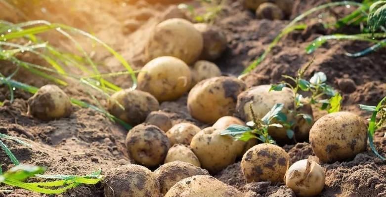 真的|你真的会使用冰箱吗提醒“几类东西”不适合放冰箱你明白吗