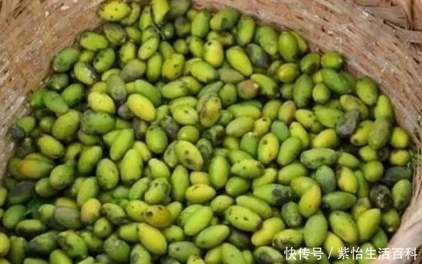 农民|农民一种野果子,味道难吃,殊不知价值珍贵,卖到26元一斤