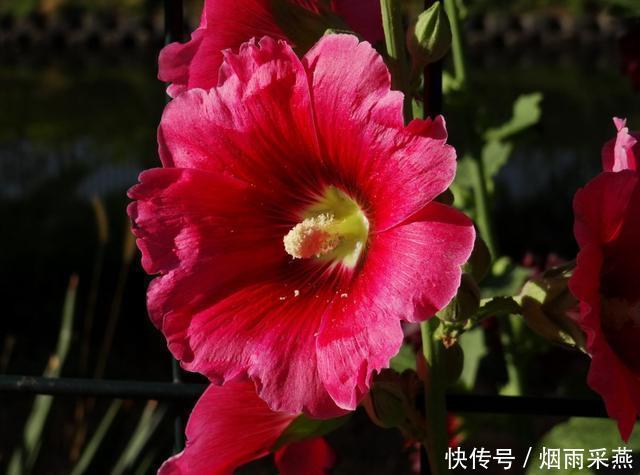 几种花花期长达半年，养在家里繁花似锦，清新脱俗