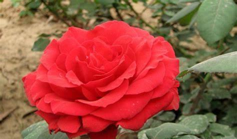 花质|养花试试这几款,花大色艳,花质堪称群花之首