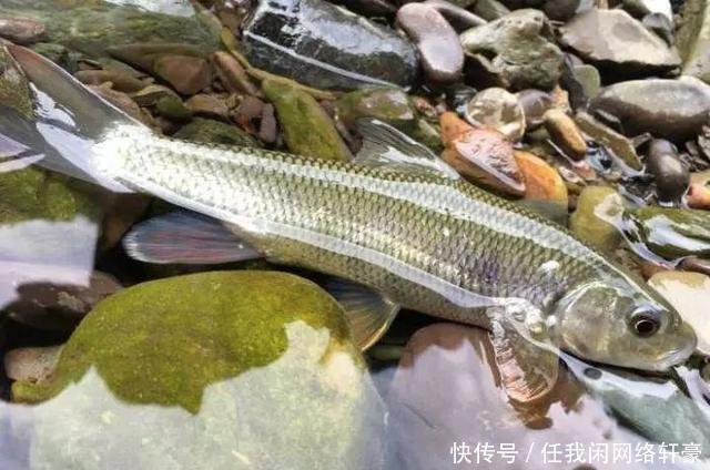 山林|消失的“溪流女王”，钓这种鱼曾是许多南方人的童年记忆