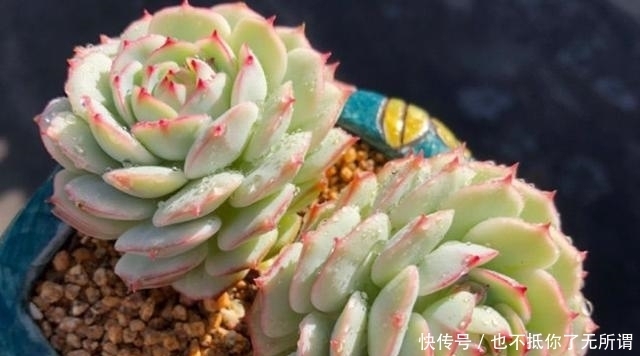 很漂亮的多肉却长得又瘦又高?我觉得你可能对它们做了这些事情
