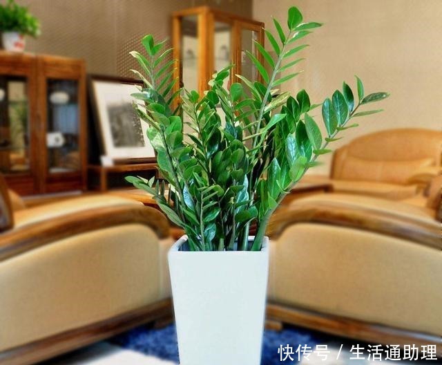 4种“树”养客厅,越养越有“有福气”,“懂花”的人都喜欢!