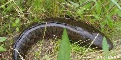 河鲀|各位钓鱼人,野钓中的这些有毒、有刺的淡水鱼,你们见过吗