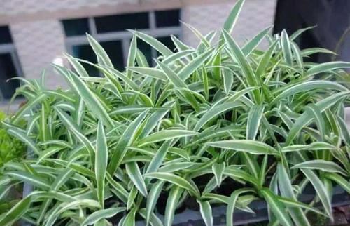 壮叶|用啤酒养花,按照4步操作,盆栽根壮叶绿长势旺,植物花多色艳
