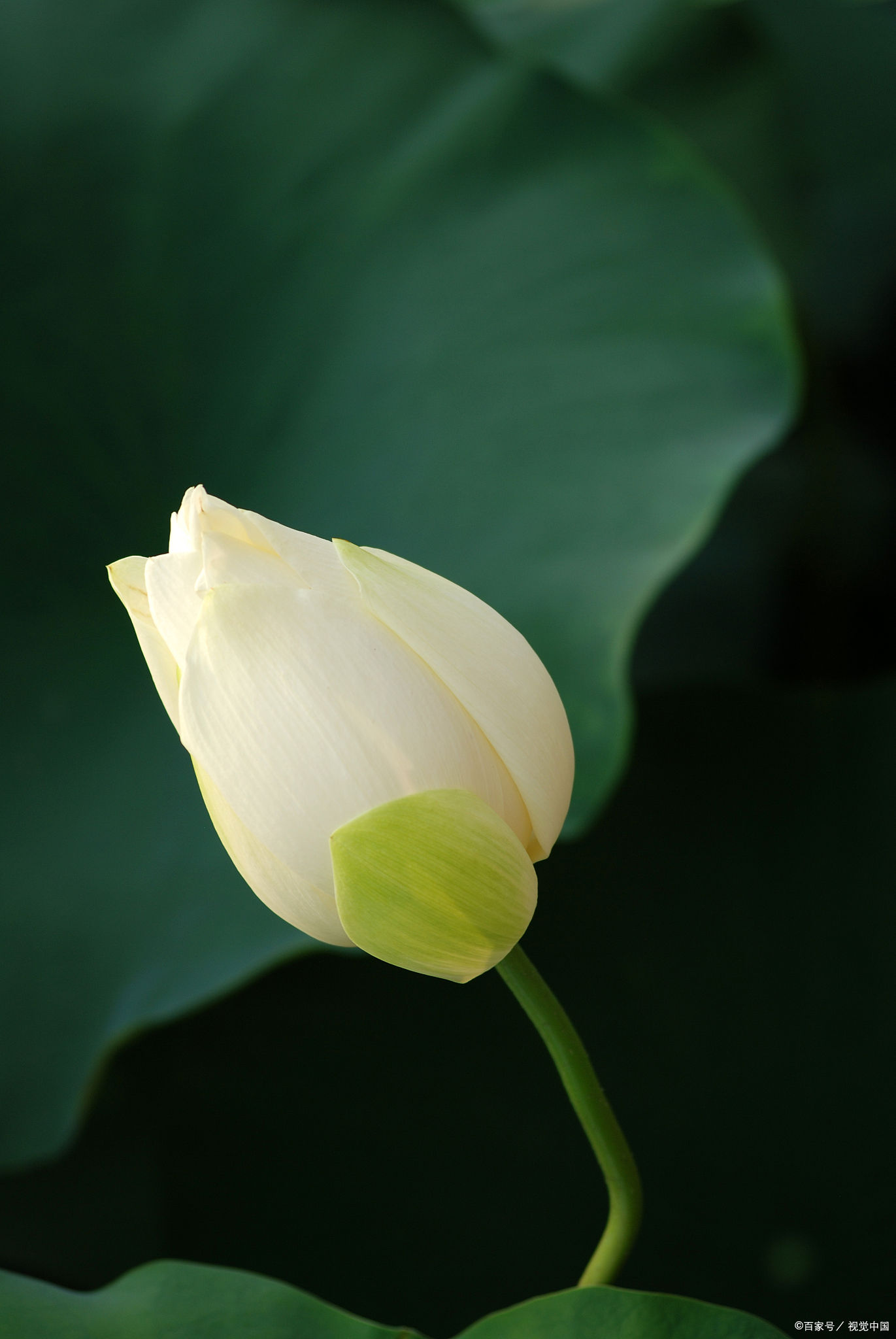 蝉鸣蛙|30首诗词，含有淡淡的荷花香味，令人品读之后神清气爽，快来试试