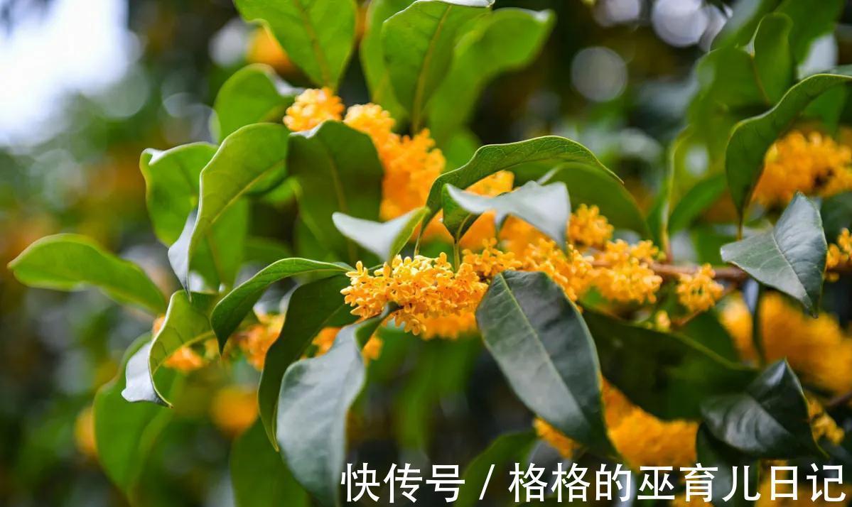 10月家中种3“养生花”,年年开花多又艳,做到人养花花养人