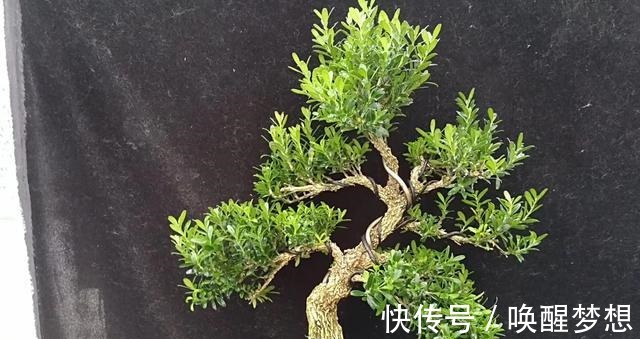 不管家中再小，一定要摆放上一盆“木中君子”！