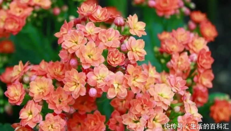 顶芽|高手养长寿花的4点“干货”,将它养成“巨无霸”,开成长寿花树