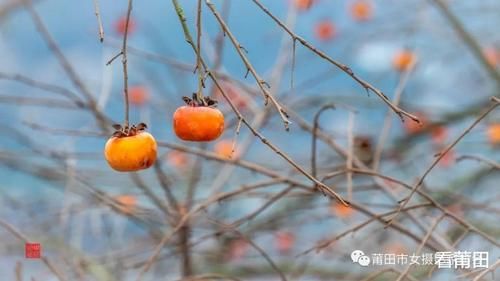 又见福建古村那一抹柿子红，你怎能错过？