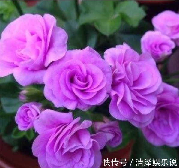 花美|3种“忘忧花”,一养就“上瘾”,好养易爆盆,花美心情好!