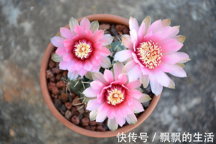 娇怯|最有仙气的几种花,迷人的花朵,花开不断,还能旺财!