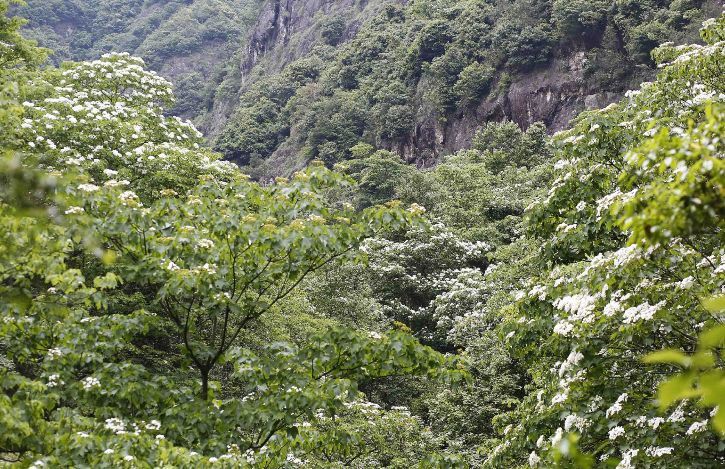 桐花又开！邀你来楠溪江，共赴一场“五月雪”之约 ！