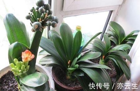 花卉|它是“天然氮肥”,家家都有,养花埋盆里,营养有价值,养啥旺啥