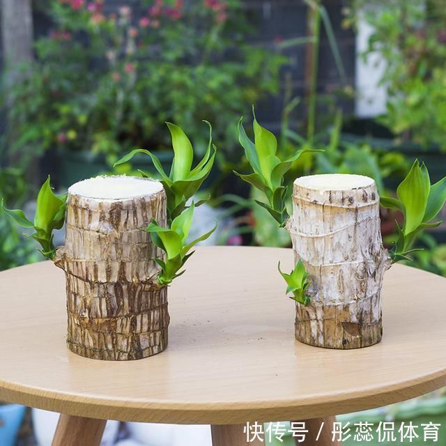 5种“漂亮花”,客厅养最合适,缺少光照,一样枝繁叶茂