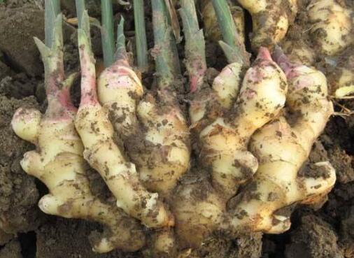 花盆|厨房吃剩的“2种菜”,随手丢盆里,秋天收获一大盆,太惊喜了