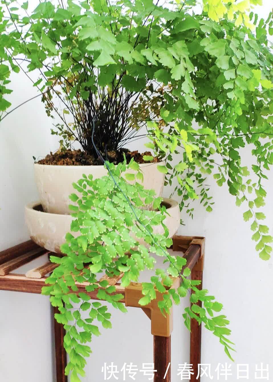 3种植物简约、大气,养在家里可以“净化空气”,第3种开花漂亮