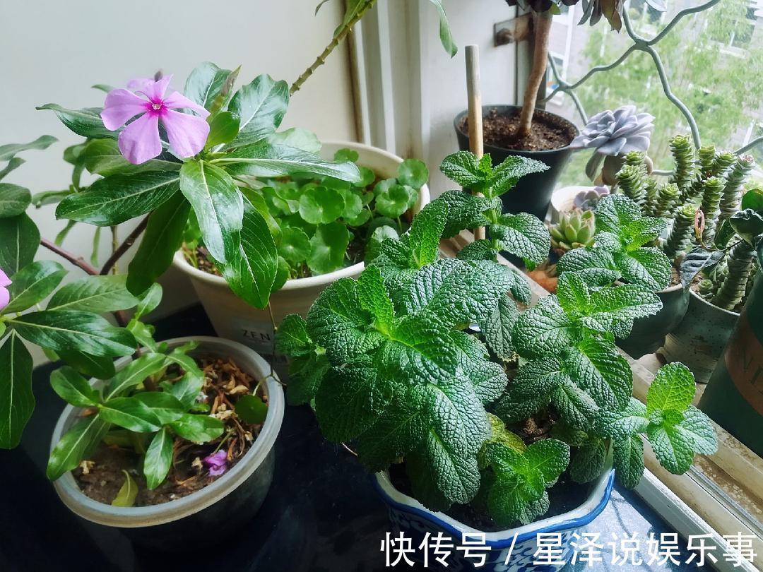 茉莉花|这5种盆栽,不止有观赏价值,还能食用药用,好养又漂亮